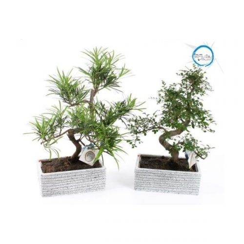 Bonsai mix
