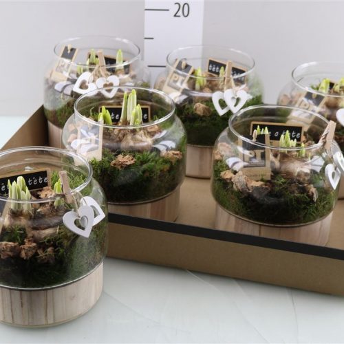 Arrangementen tete a tete l%	-	6	-	Adet