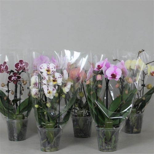 Phalaenopsis mix baby cascade