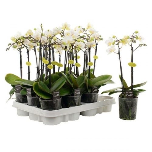 Phalaenopsis multiflora wit