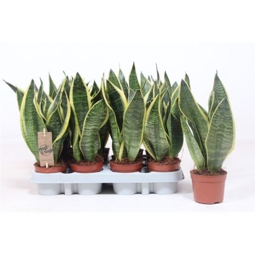 Sansevieria trifasciata superba