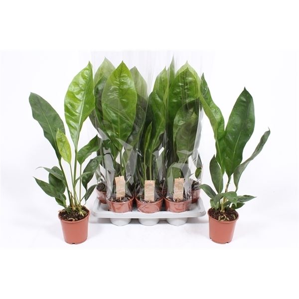Anthurium jungle king 1 Anthurium jungle king