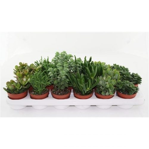 Crassula mix