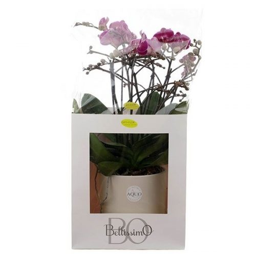 Phalaenopsis multiflora bellissimo paars g105