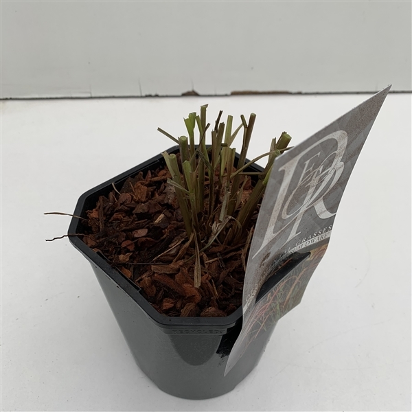 Pennisetum rubrum dwarf