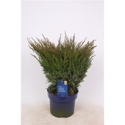 Juniperus horizontalis andorra com