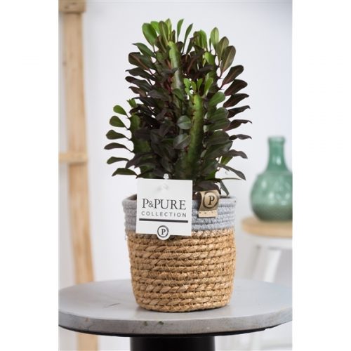 Euphorbia pentagona trigona rubra