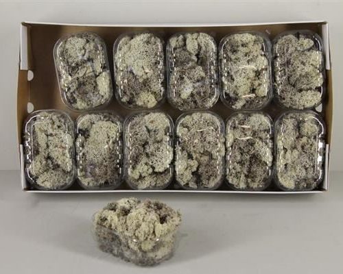 Moss icelandic natural box - Moss icelandic natural box