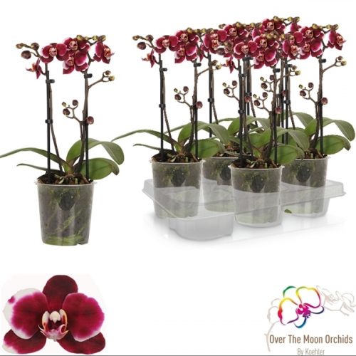 Phalaenopsis multiflora gaucho