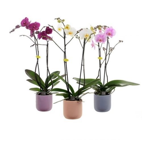 Phalaenopsis mix