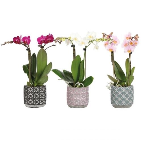 Phalaenopsis mutliflora kolibri mix 12410mix