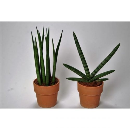 Sansevieria cylindrica supermix met