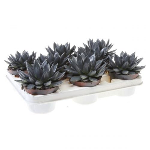 Echeveria miranda rainbow anthracite