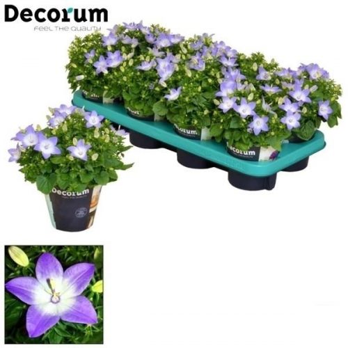 Campanula isoph. berlin bicolor