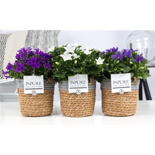 Campanula isoph. mix l173-090