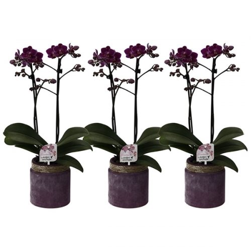 Phalaenopsis multiflora kolibri paars 12250vi