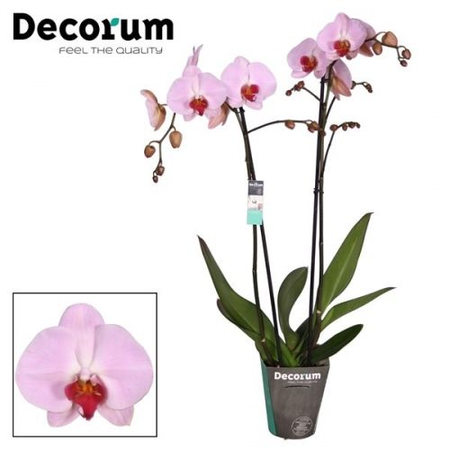 Phalaenopsis pink red heart