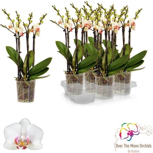 Phalaenopsis multiflora jph 1366