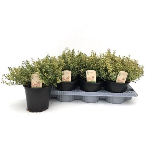 Thymus aureus citriodorus
