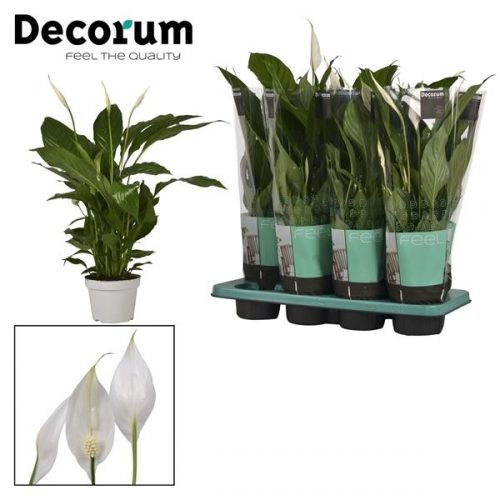 Spathiphyllum strauss