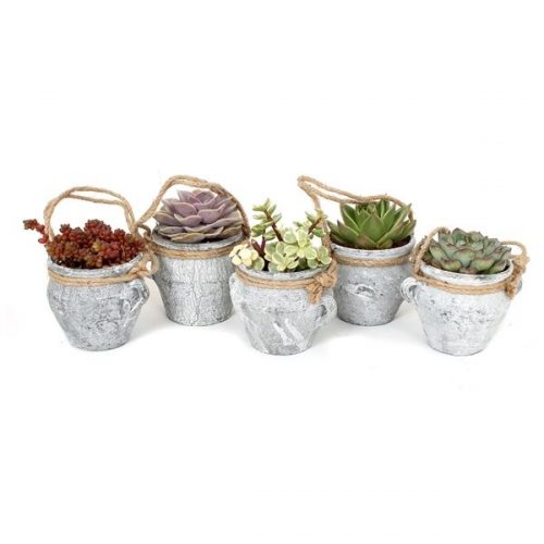 Succulenten mix mt91