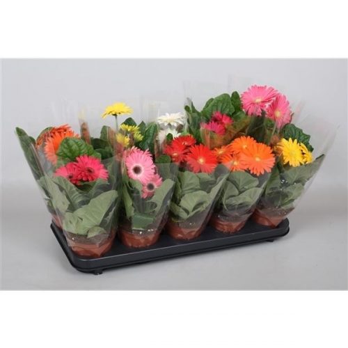 Gerbera mix