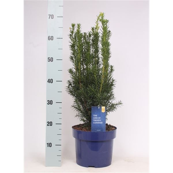 Taxus hicksii 1 Taxus hicksii