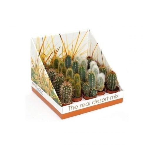 Cactus mix zuilen rd12