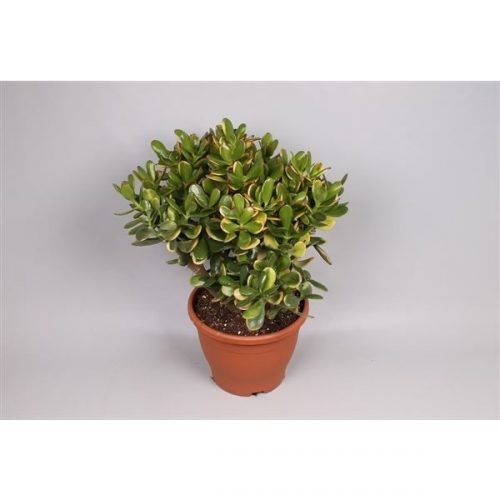Crassula ovata sunset