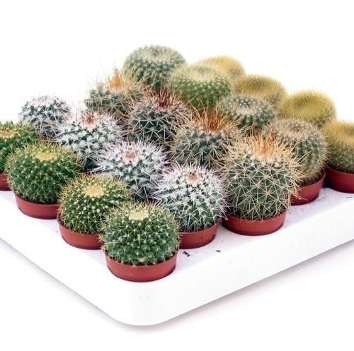 Cactus mix bol bol505