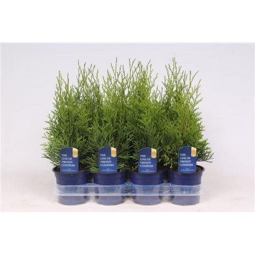 Thuja occ. smaragd