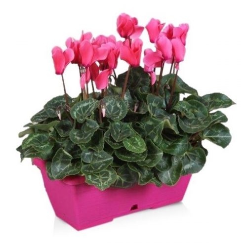 Cyclamen ton sur ton in roze duobak