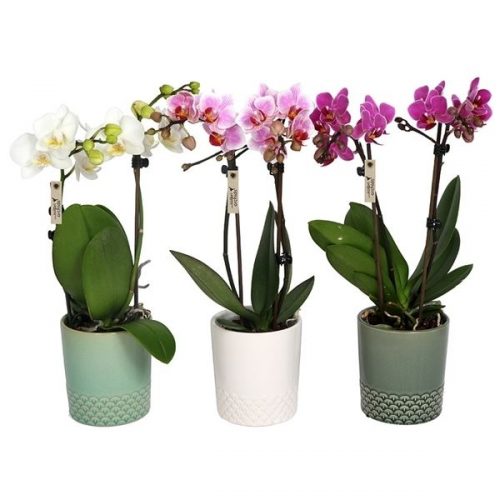 Phalaenopsis overig