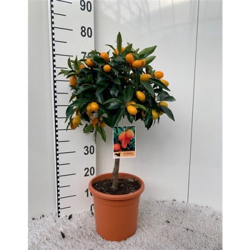 Citrofortunella x microcarpa kumquat
