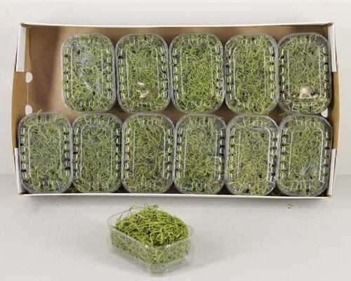 Moss tillandsia box green - Moss tillandsia box green