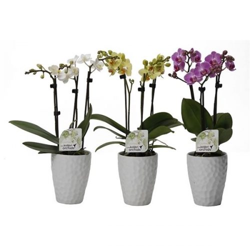 Phalaenopsis multiflora kolibri mix 13420