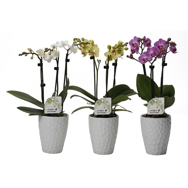 Phalaenopsis multiflora kolibri mix 13420