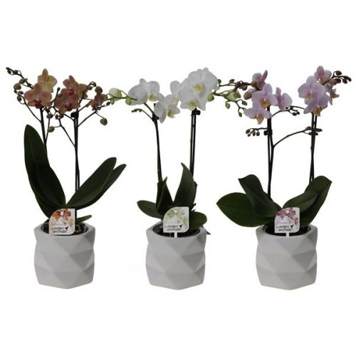 Phalaenopsis multiflora kolibri mix 12210wh