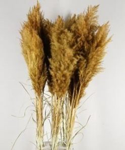 Df Pampas Paint Brown - Decoratiemateriaal (h%)