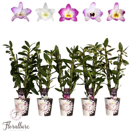 Dendrobium nobile cultivars mix 3 kleuren