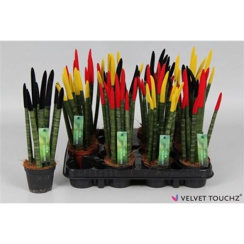 Sansevieria cylindrica spaghetti velvet svt09zk015