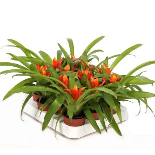 Guzmania ritmo