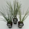 Cortaderia mini pampas in soorten 2 Cortaderia mini pampas in soorten 1