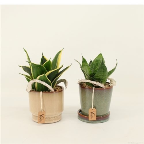 Bgcr-2012 basic green creations	-	6	-	Adet