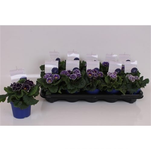 Primula acaulis sirococco blue