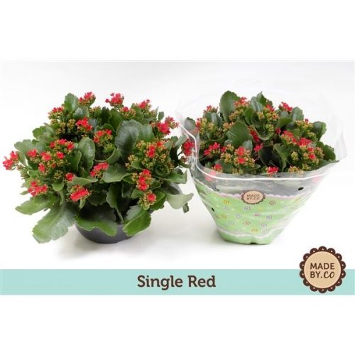 Kalanchoe rood calanday