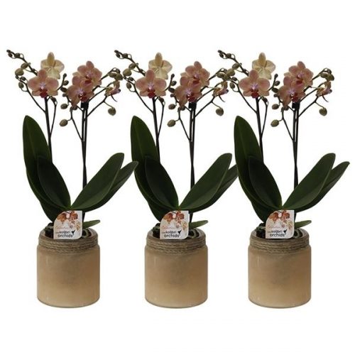 Phalaenopsis multiflora kolibri oranje 12250or