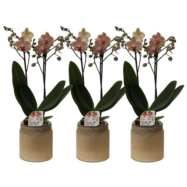 Phalaenopsis multiflora kolibri oranje 12250or 1 Phalaenopsis multiflora kolibri oranje 12250or