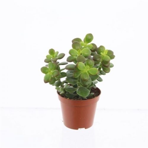 Crassula minor