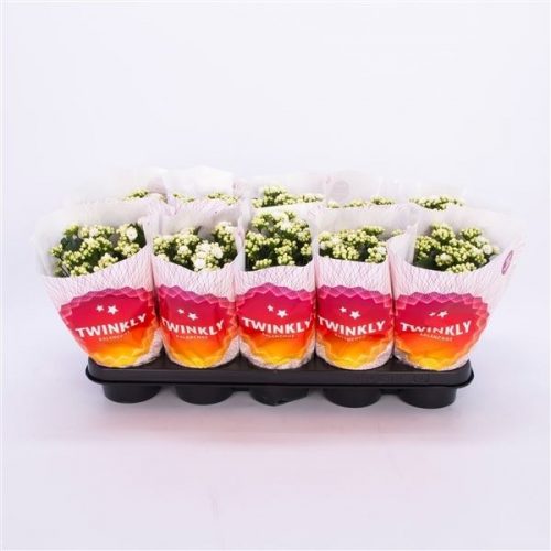Kalanchoe calandiva wit twinkly